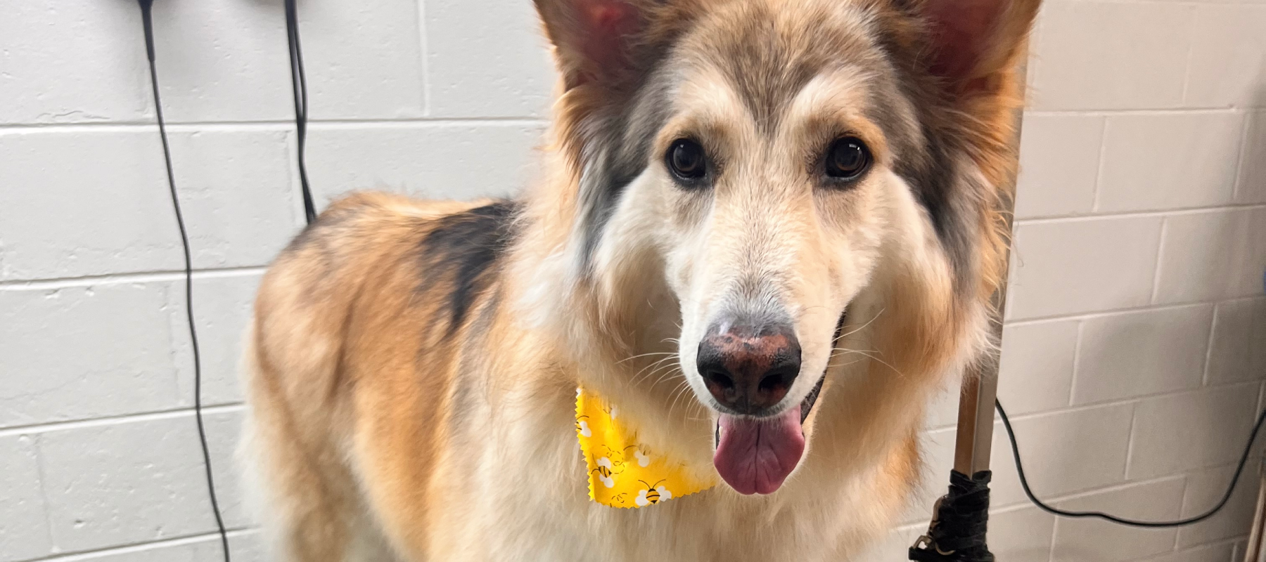 Gallary Banner